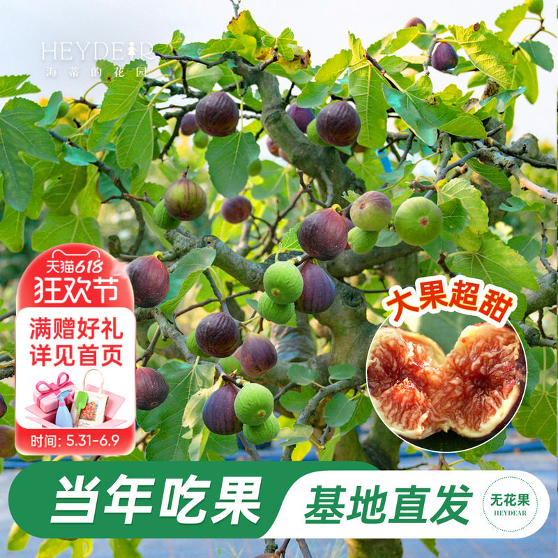 海蒂的花园旗舰店无花果树果苗特大果盆栽芭劳奈金傲芬阳台可结果