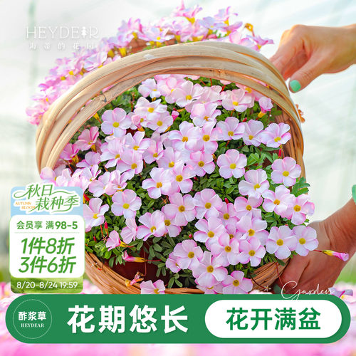 海蒂的花园酢浆草多年生阳台花卉