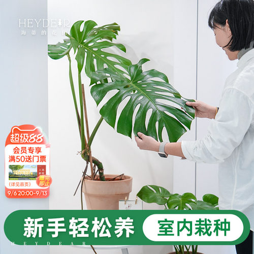室内观叶绿植新手易养