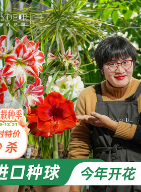 海蒂的花园旗舰店进口朱顶红种球多年生球根花卉盆栽阳台植物