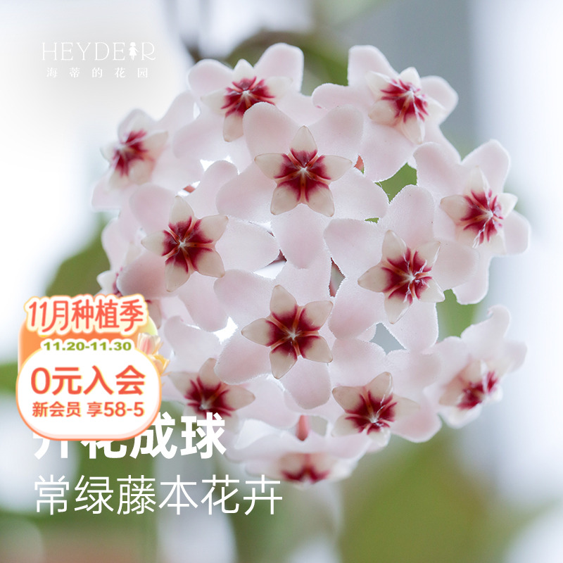 球兰耐阴开花植物花卉