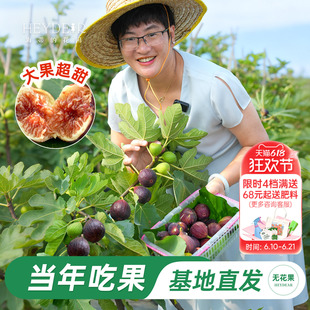 海蒂的花园无花果树果苗大果盆栽芭劳奈波姬红家庭水果树种植耐热