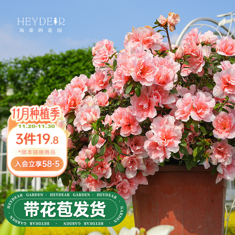 杜鹃花花卉阳台盆栽耐阴植物