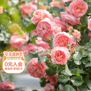 开花阳台庭院花卉植物盆栽苗 耐热四季 海蒂 花园夏日花火直立月季