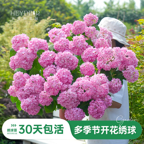 海蒂的花园旗舰店绣球花苗多季开花大海蓝绣球盆栽庭院阳台花卉