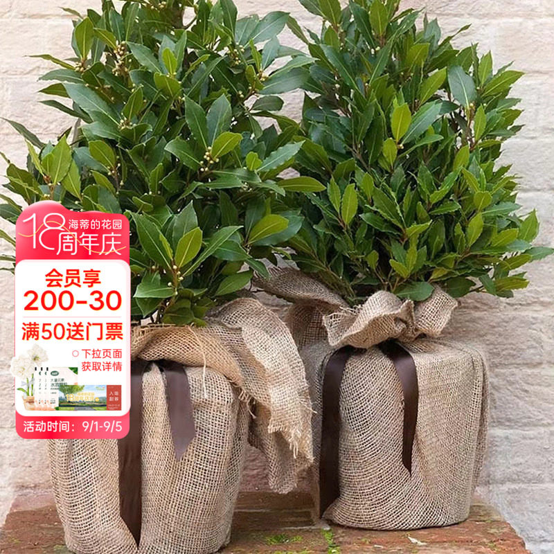 海蒂的花园月桂树苗好养香叶图片