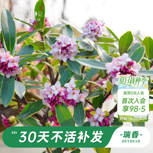 海蒂的花园金边瑞香阳台花卉