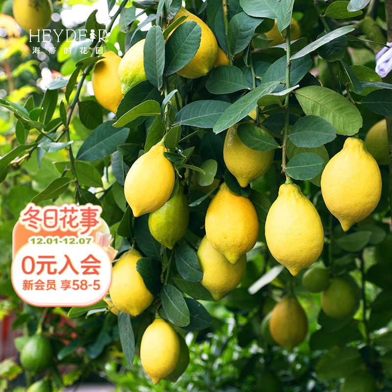 香水柠檬树树苗植物盆栽