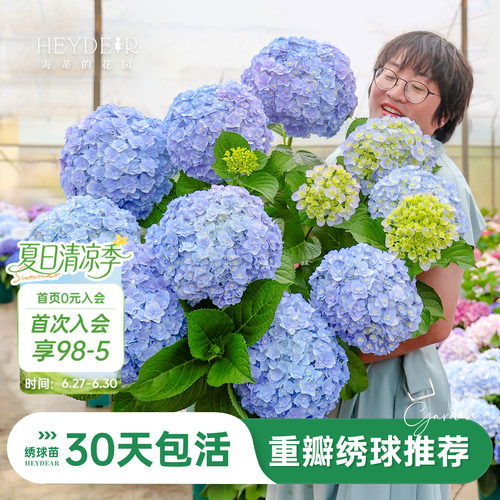 海蒂的花园重瓣绣球阳台庭院可种