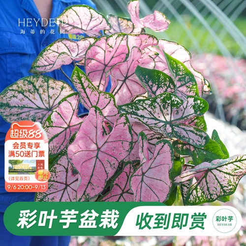 海蒂的花园彩叶芋盆栽苗