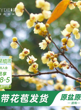 海蒂的花园腊梅花苗易活好养