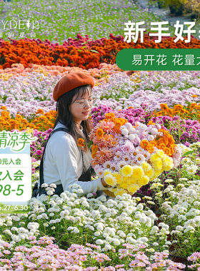 球菊切花菊玛格丽特盆栽花苗