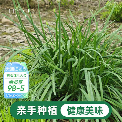 海蒂的花园 韭菜苗带土菜苗盆栽苗易养多年生家庭阳台庭院蔬菜苗