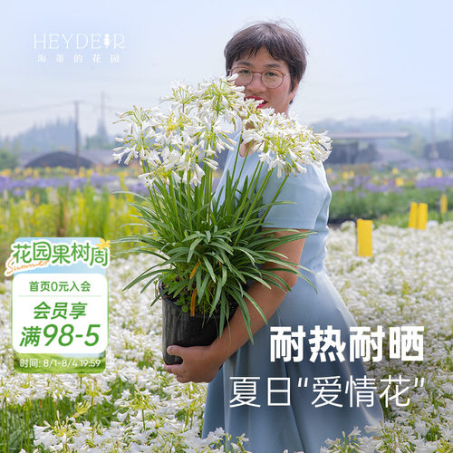 小众花园植物百子莲盆栽植物