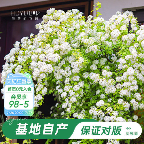 海妈家耐寒花灌木北方露天过冬