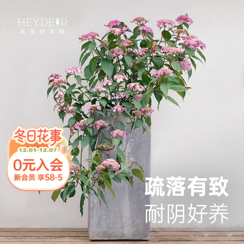 旗舰店海蒂的花园山绣球野趣美