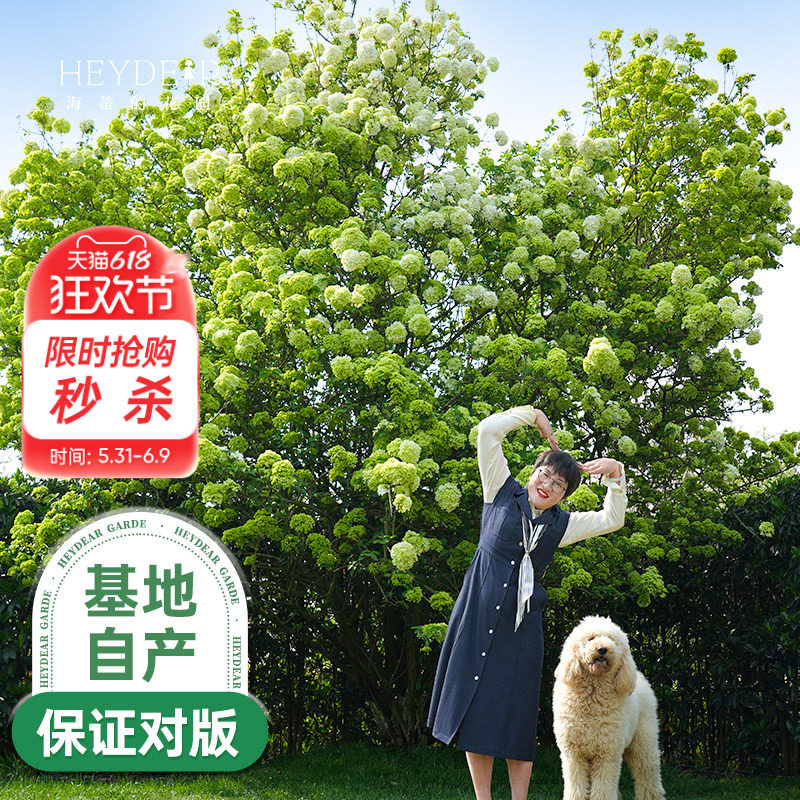 海蒂的花园中华木绣球斗球灌木花卉庭院大型造景木本植物盆栽树苗