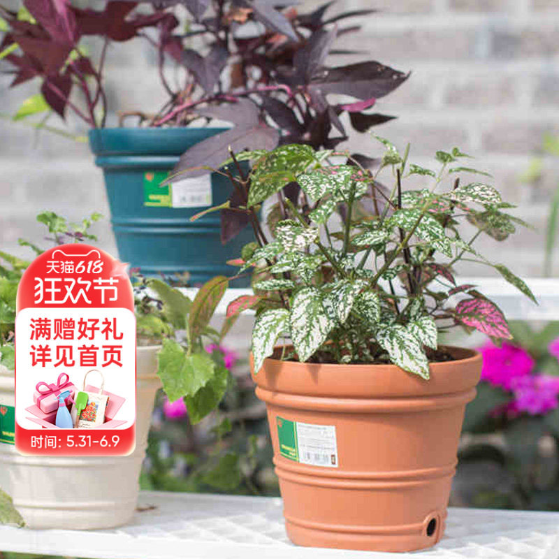 海蒂的花园旗舰店爱丽思巴伦西亚月季绣球绿植花卉园艺种植栽种盆