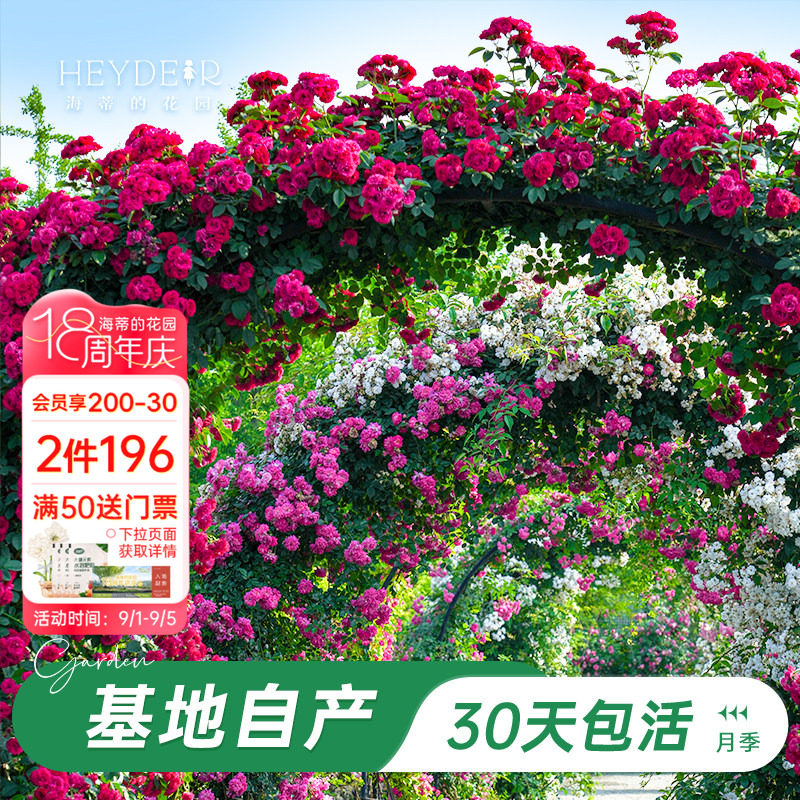 海蒂的花园藤本月季花卉盆栽图片
