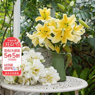 海蒂的花园旗舰店百合种球鲜切花品种全国可种花园阳台花卉球根