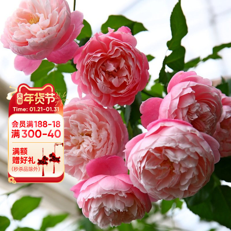 海蒂的花园 羽毛大花灌木月季耐热勤花阳台庭院花卉植物盆栽苗,鲜花速递/花卉仿真/绿植园艺,月季/蔷薇/玫瑰,淘宝优惠券,粉丝福利购,淘宝优惠卷