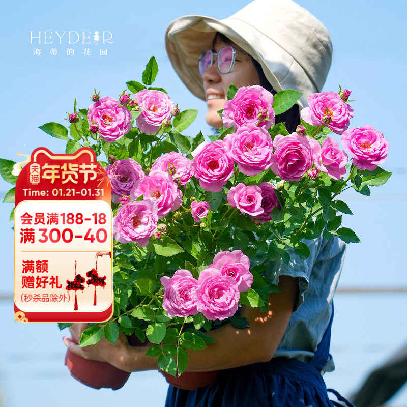 海蒂的花园 完/唯美香气直立丰花月季耐寒阳台庭院花卉植物盆栽苗,鲜花速递/花卉仿真/绿植园艺,月季/蔷薇/玫瑰,淘宝优惠券,粉丝福利购,淘宝优惠卷