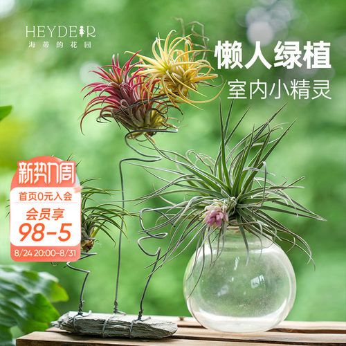 空气凤梨无土植物室内趣味绿植