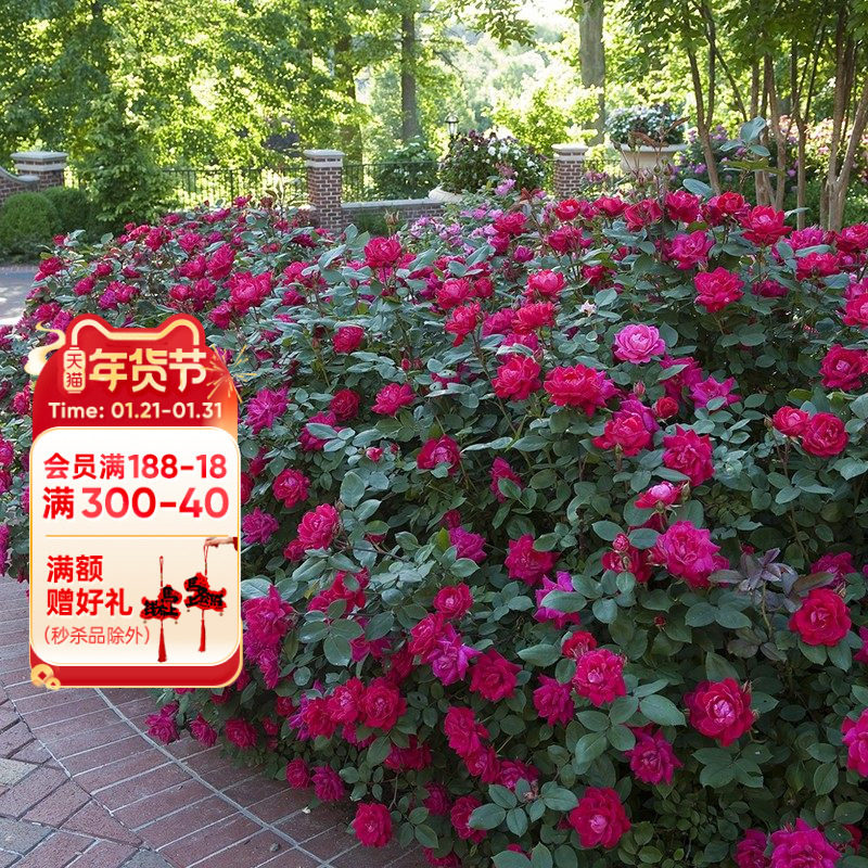 海蒂的花园重瓣绝代佳人花期长低维护耐热月季庭院花卉植物盆栽苗,鲜花速递/花卉仿真/绿植园艺,月季/蔷薇/玫瑰,淘宝优惠券,粉丝福利购,淘宝优惠卷