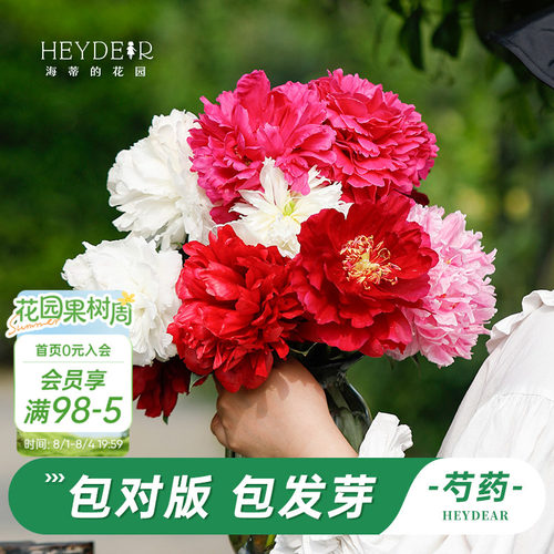 海妈家耐寒多年生芍药花苗