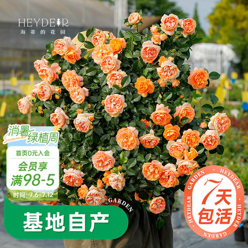 海蒂的花园月季多季开花带苞发货