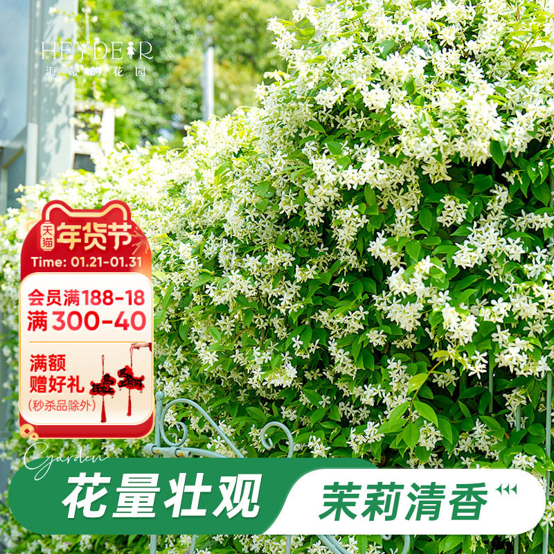 海蒂的花园风车茉莉爬藤植物大苗阳台庭院盆栽地栽室外开花花卉苗,鲜花速递/花卉仿真/绿植园艺,时令草本花卉,淘宝优惠券,粉丝福利购,淘宝优惠卷