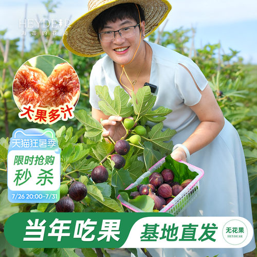 基地自产无花果苗保证对版