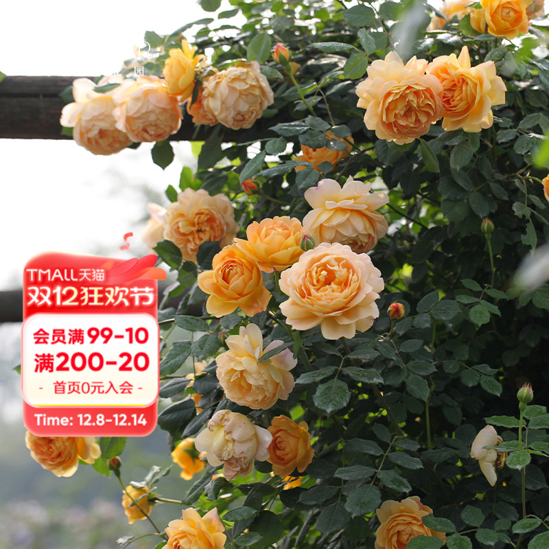 海蒂的花园黄金庆典藤本月季