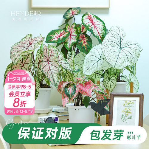 海蒂彩叶芋办公室桌面