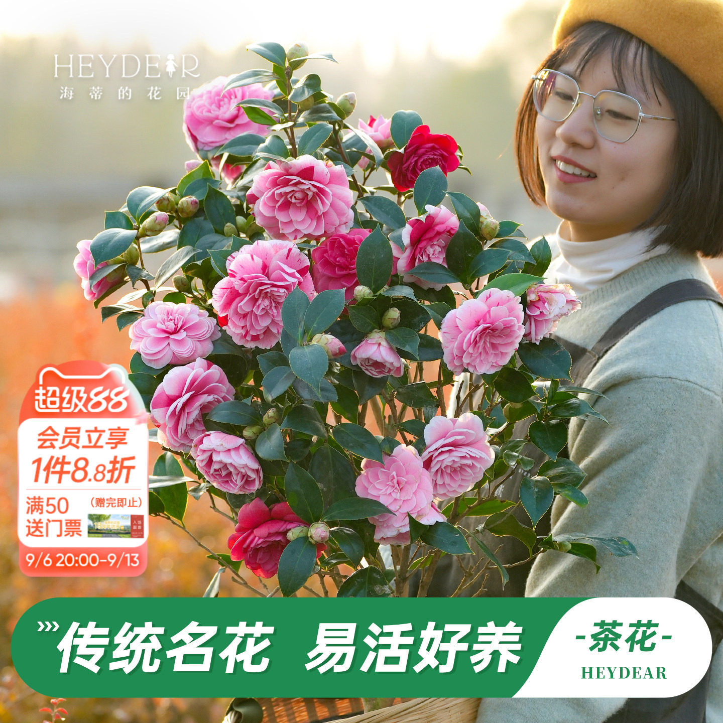 茶花盆栽带花苞30天不活包赔图片