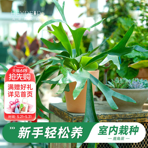 鹿角蕨盆栽奇特桌面植物