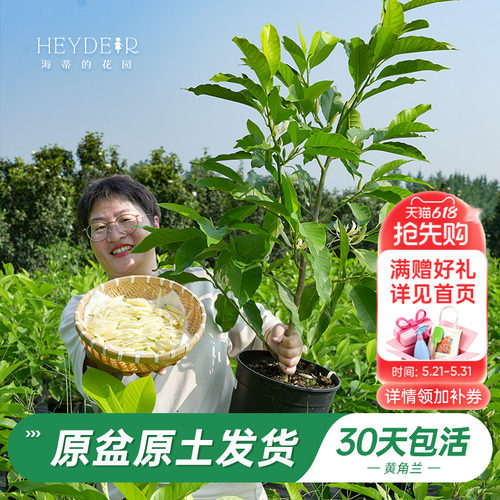 当年开花黄角兰树苗四季观叶好养
