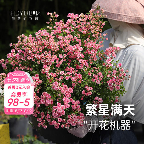 丰花灌木月季花量大花期长