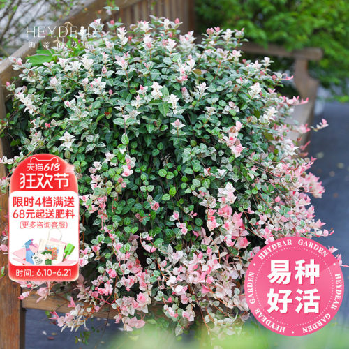海蒂花叶络石垂吊常绿观叶绿植
