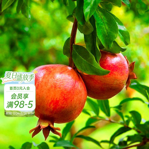 海妈花园石榴树树苗家庭园艺果树
