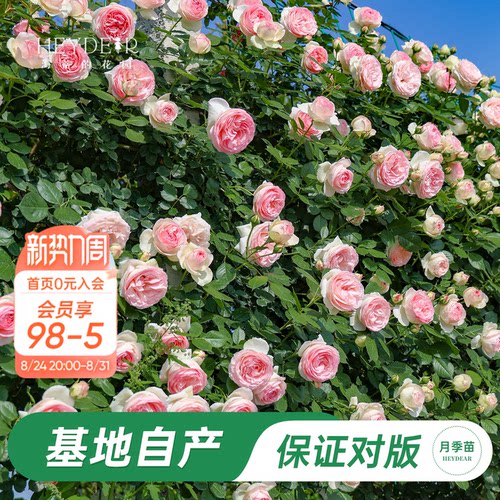 基地自产藤本月季苗包对版