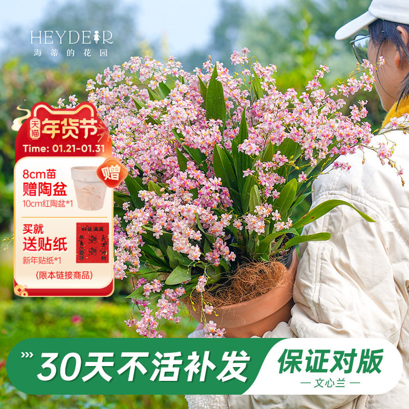 海蒂的花园旗舰店梦香文心兰带花苞盆栽香水兰花苗绿植阳台年宵花,鲜花速递/花卉仿真/绿植园艺,国兰/杂交兰/洋兰类,淘宝优惠券,粉丝福利购,淘宝优惠卷