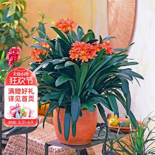 海蒂的花园君子兰花卉室内美化