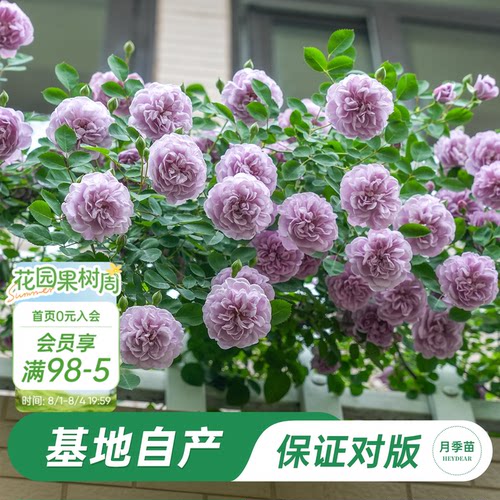海蒂的花园蓝色阴雨月季