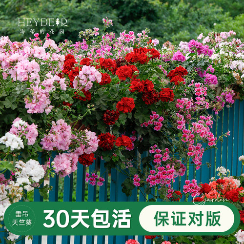 海蒂盆栽苗阳台垂吊天竺葵