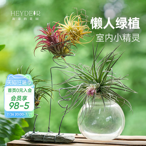 空气凤梨无土植物室内趣味绿植