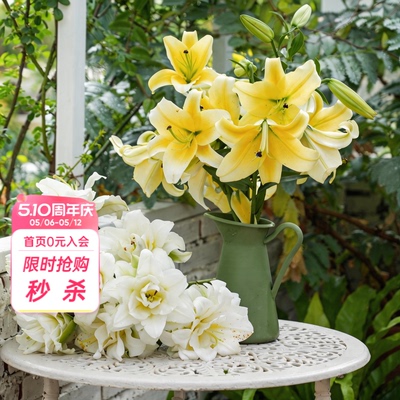 海蒂的花园旗舰店百合种球鲜切花品种全国可种花园阳台花卉球根