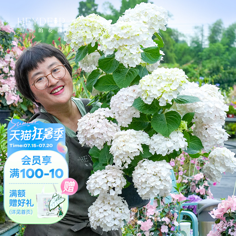 海蒂的花园无尽新娘植物