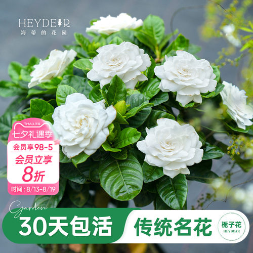 浓香栀子花盆栽大花栀子花