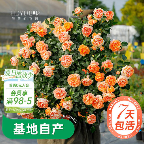 海蒂的花园月季多季开花带苞发货